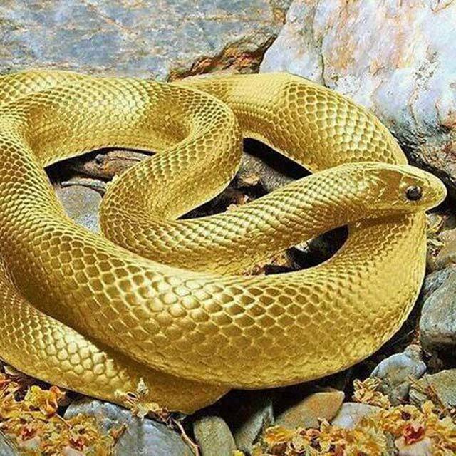gold snake