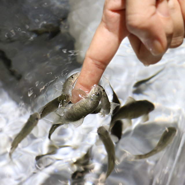 NIFREL produced by KAIYUKAN(海遊館) 万博公園で会える。生きているミュージアム 二フレル photo by izy Rodriguez (Team Zion)